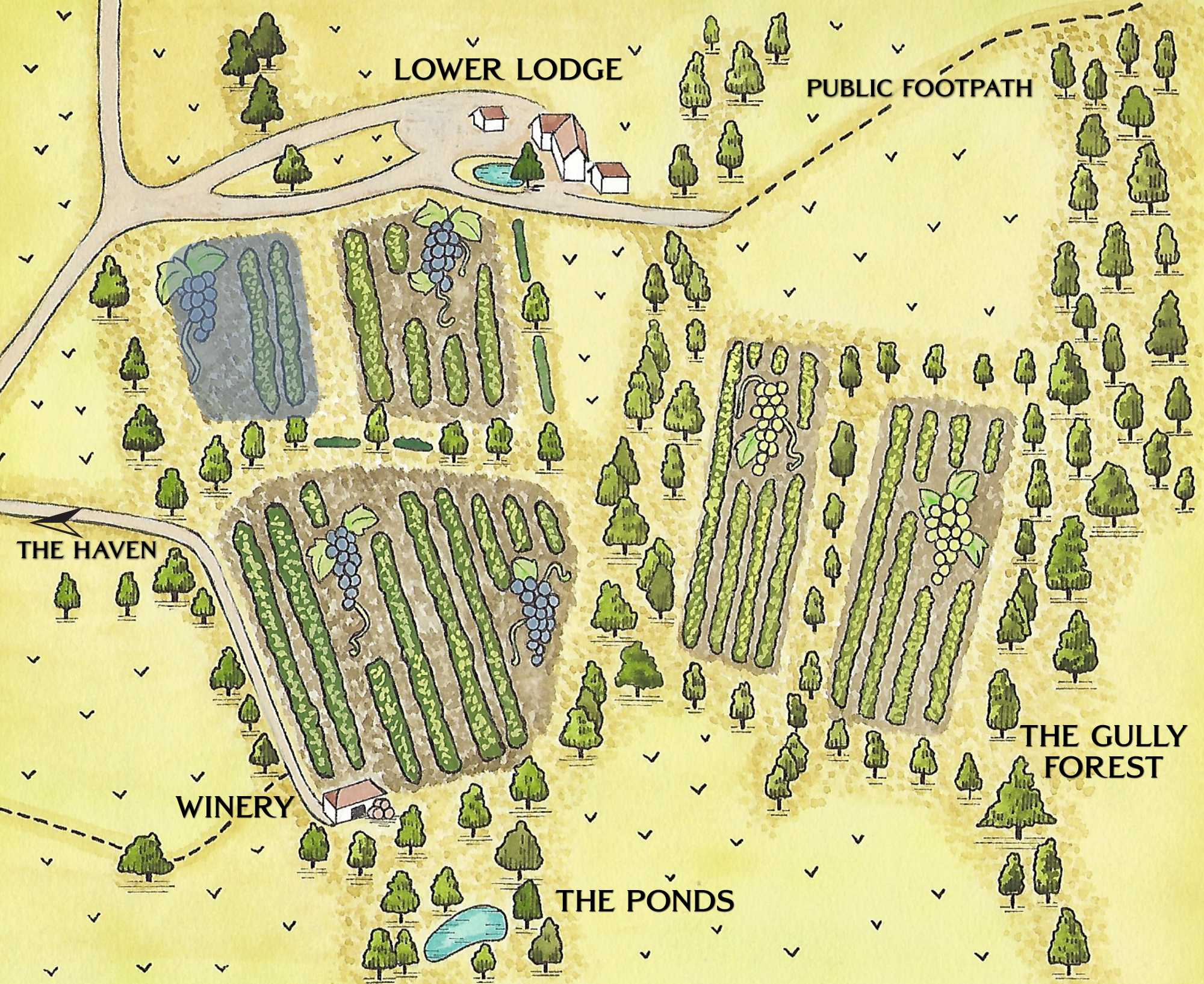 vineyard map