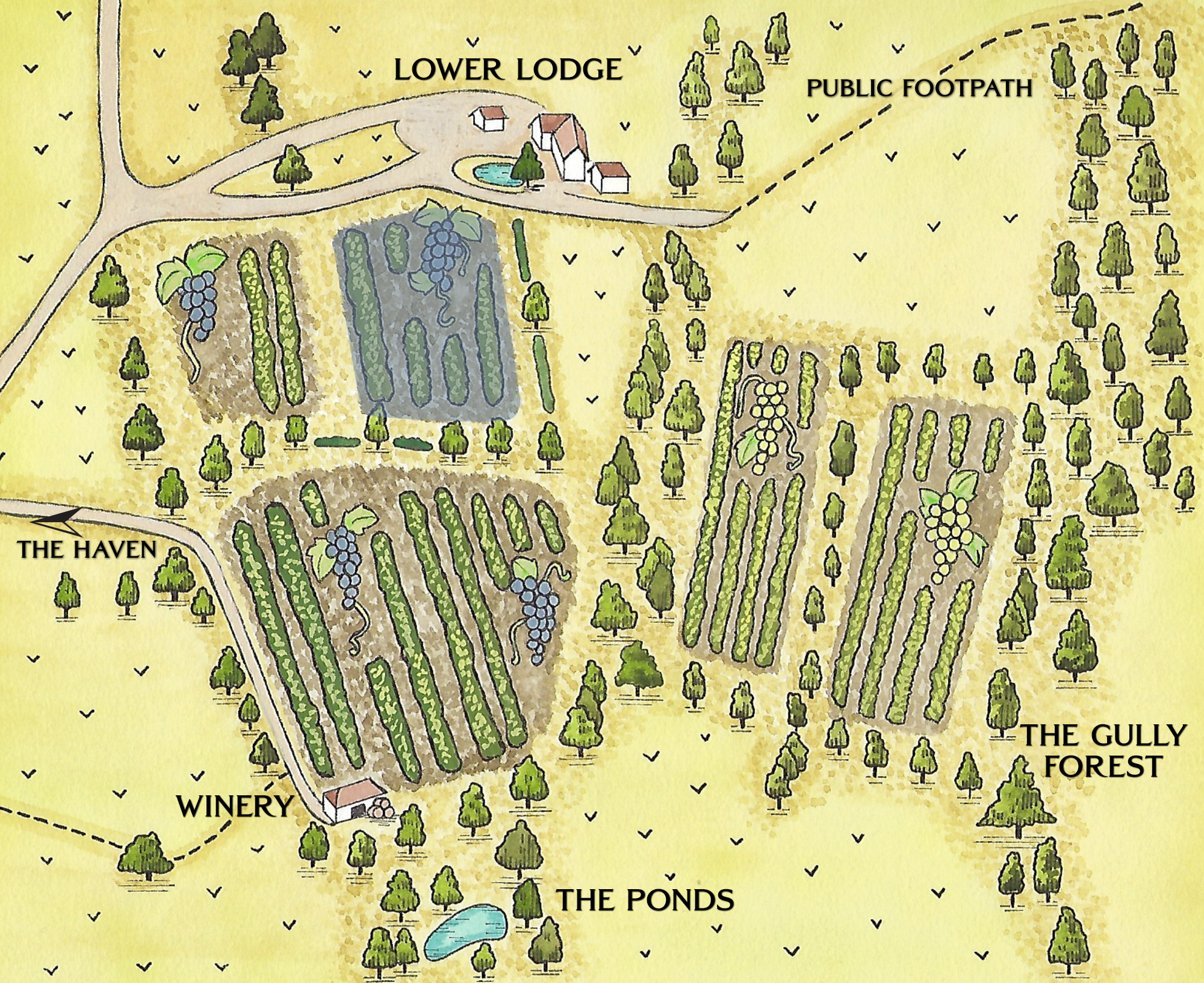 vineyard map