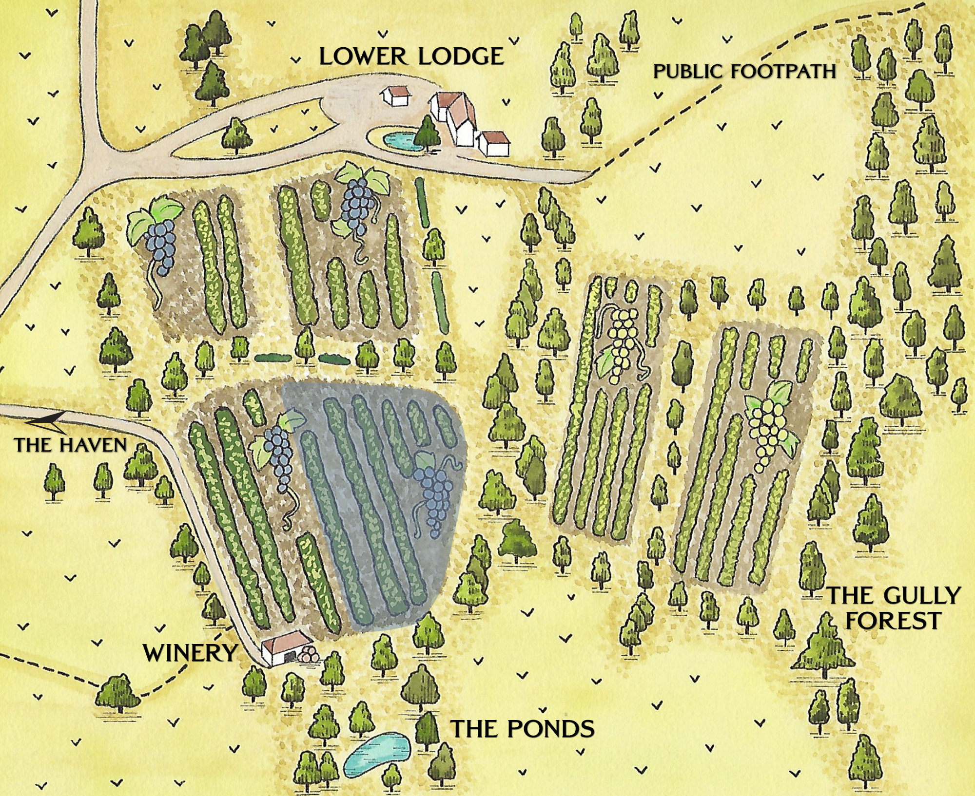 vineyard map