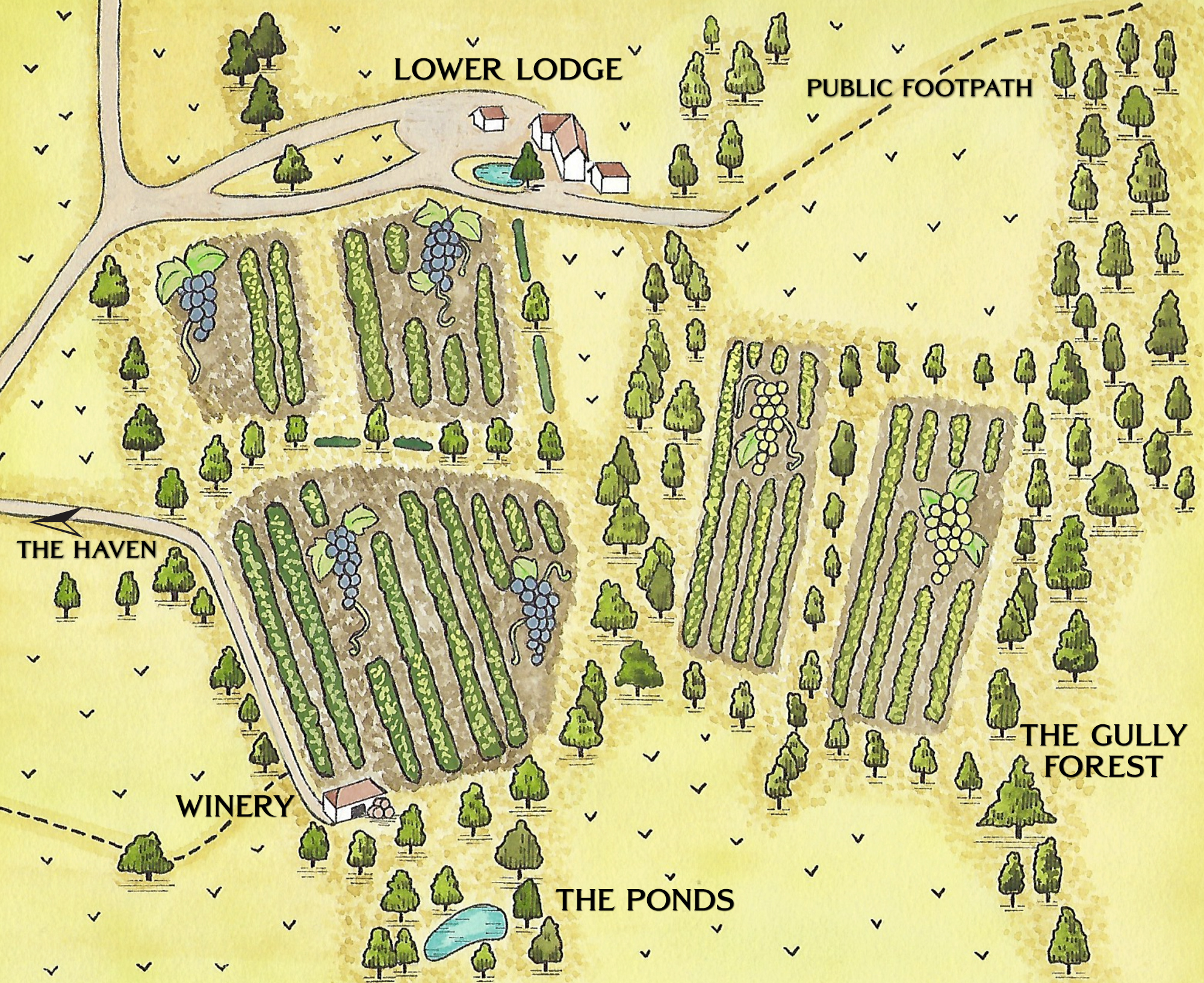 vineyard map