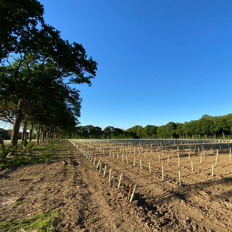 How does the English weather affect wine? House Coren, Sussex