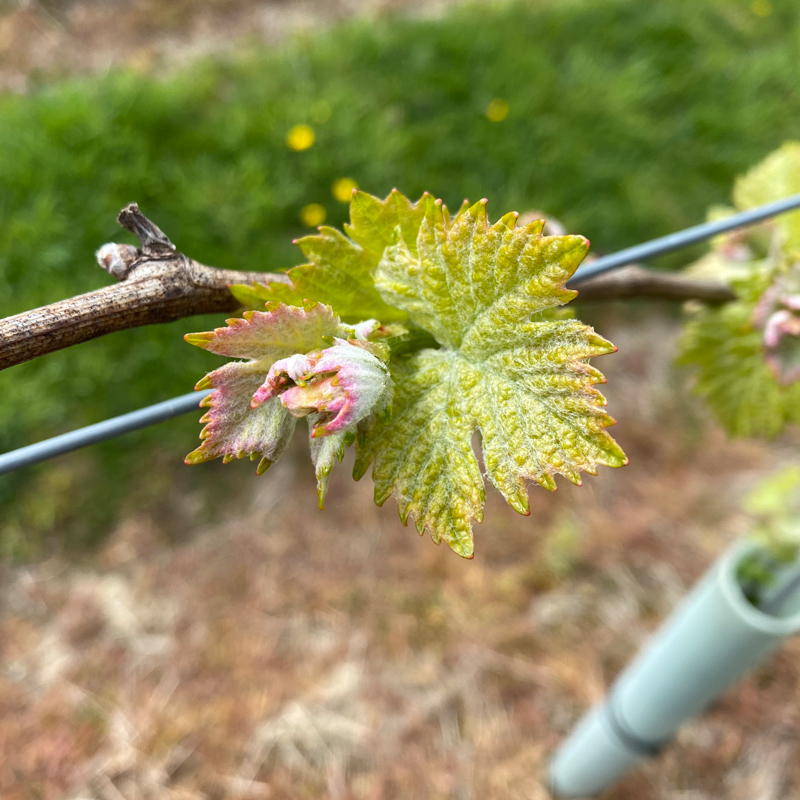 House Coren spring time vineyard
